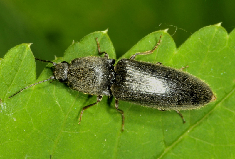Elateridae da id